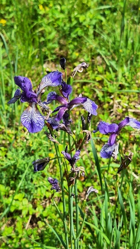 Weide iris — foto 2 van 8