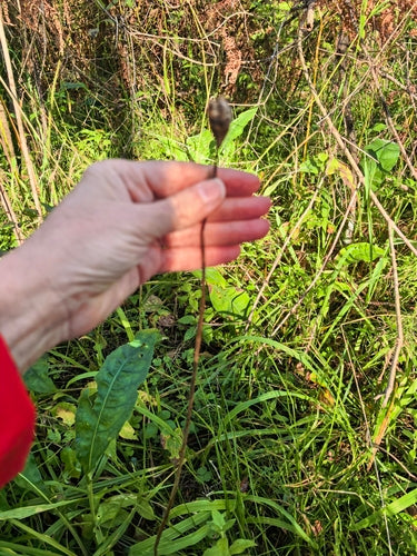 Weide iris — foto 4 van 8