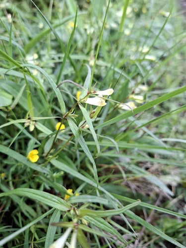 Weidekwarteltarwe — foto 5 van 10