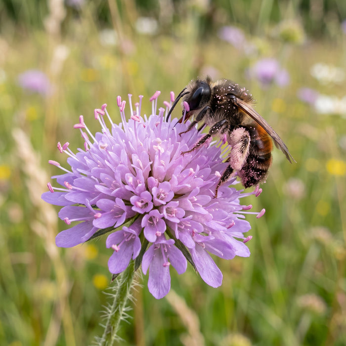 Blüte von Wiesen-Witwenblume (Knautia arvensis) in Nahaufnahme (KI-generiert)