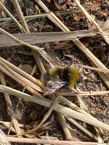 Weidehommel — Bild 2