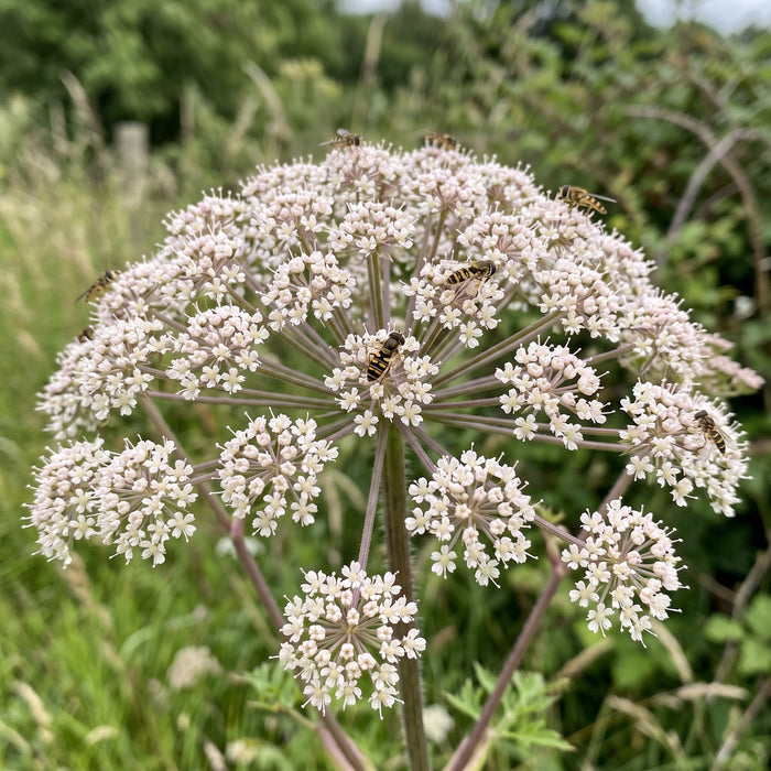 Blüte von Wilde Engelwurz (Angelica sylvestris) in Nahaufnahme (KI-generiert)