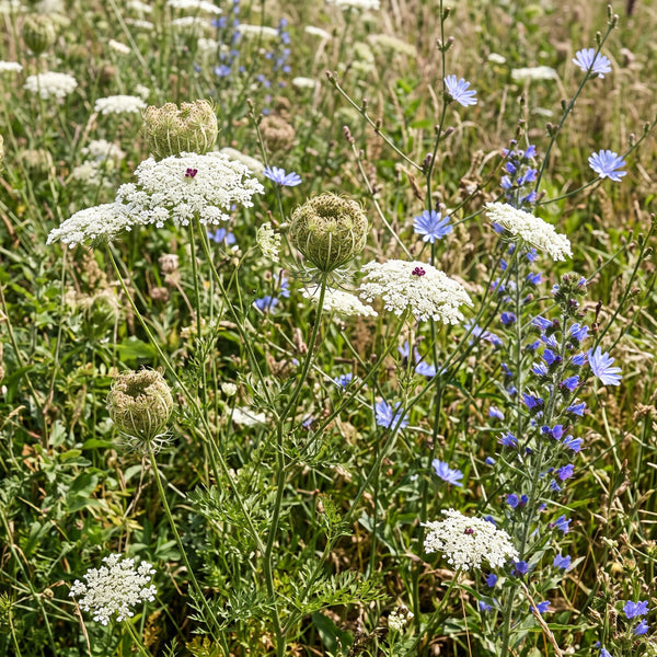 Wilde Möhre (Daucus carota) in Blüte im naturnahen Garten (KI-generiert)