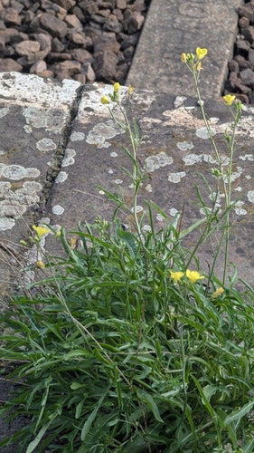 Wilde raket — Bild 3