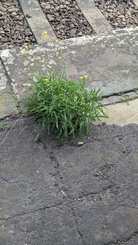 Wilde raket — Bild 2
