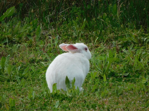 Wild konijn — Bild 5