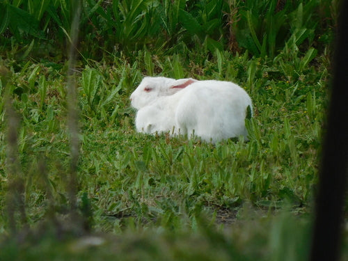 Wild konijn — Bild 3