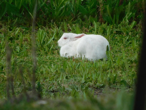 Wild konijn — Bild 4
