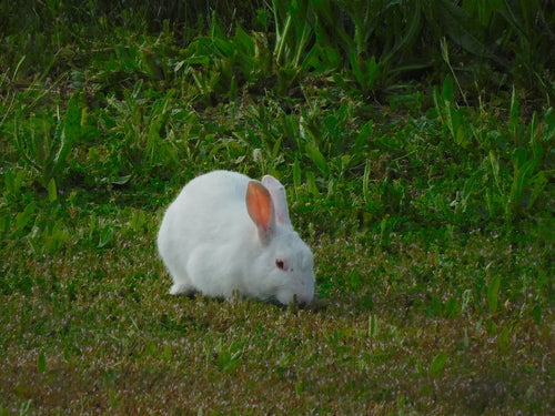 Wild konijn — Bild 2