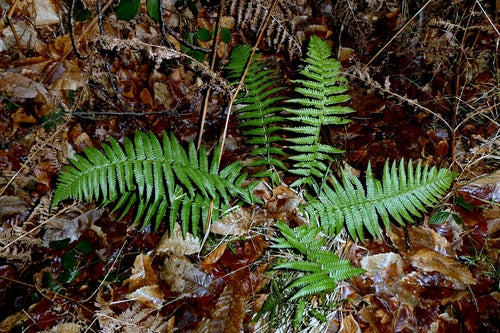 Cilia-schaalvaren — Bild 5