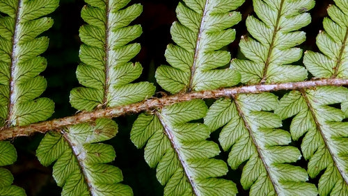 Cilia-schaalvaren — Bild 2
