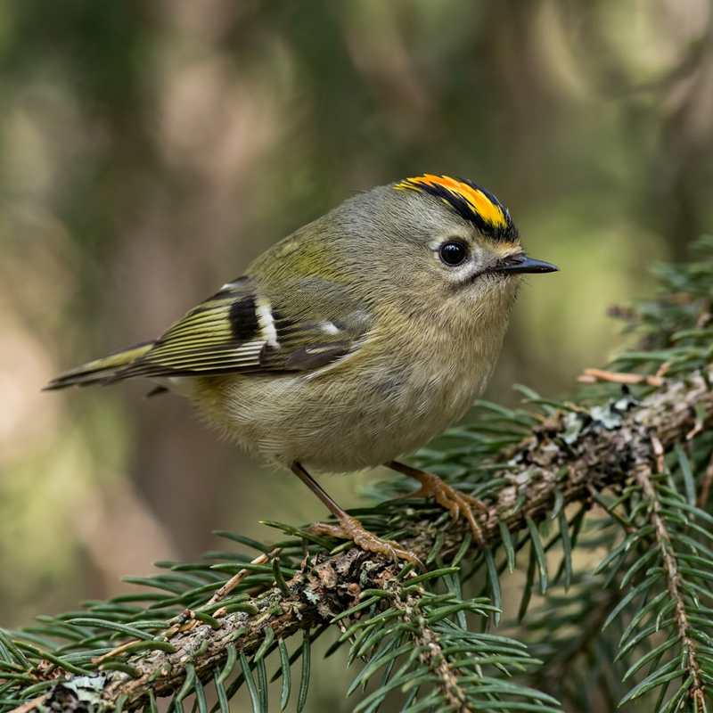 Wintergoldhähnchen (Regulus regulus), AI-illustratie