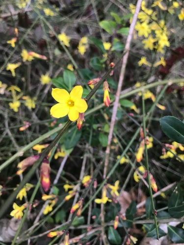 Winterjasmijn — Bild 4