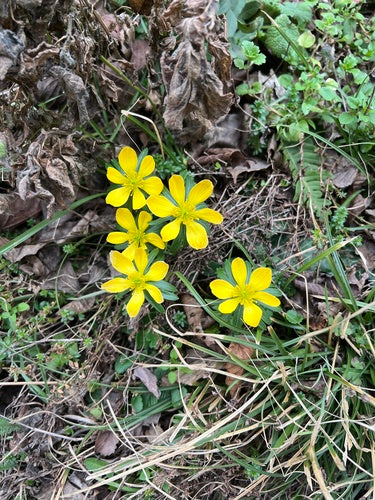 Winterling — foto 1 van 8