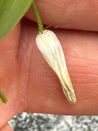 Geurige witte wortel — foto 3 van 10