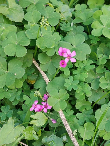 Geurige zuring — Bild 3
