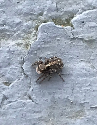 Wollige muurspringende spin — Bild 2