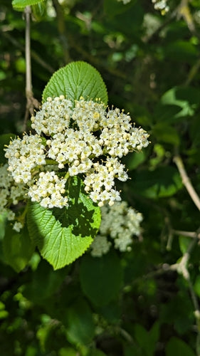 Wollige sneeuwbal — Bild 2