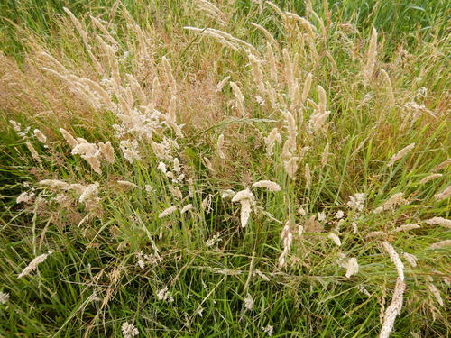 Wollig honinggras — Bild 4