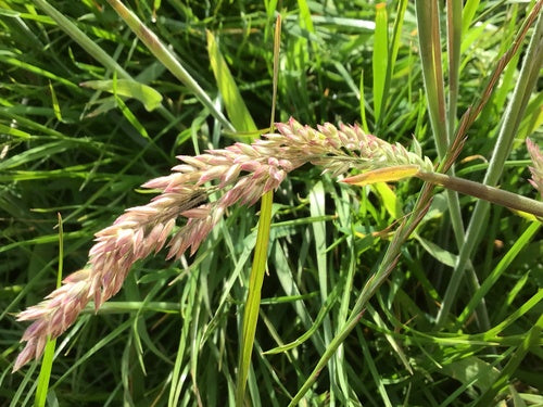 Wollig honinggras — Bild 2