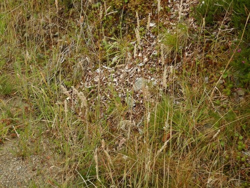 Wollig honinggras — Bild 3