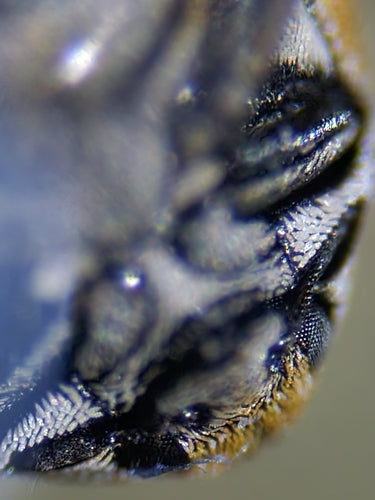 Wollkrautblütenkäfer - Bild 3