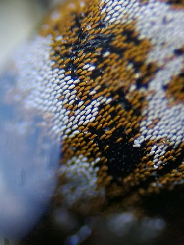 Wollkrautblütenkäfer - Bild 6