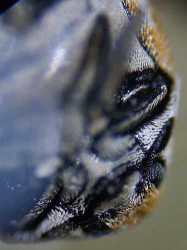 Wollkrautblütenkäfer - Bild 8