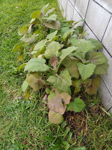 Yacon — foto 5 van 8