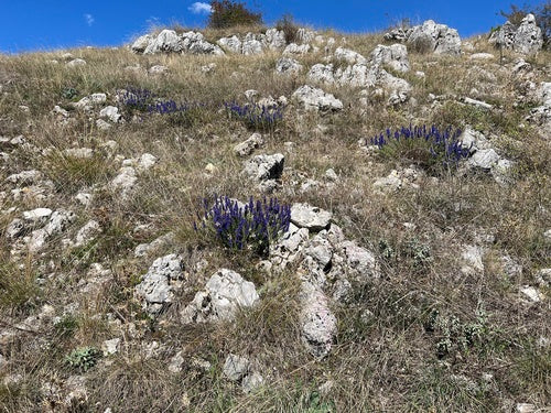 hysop — Bild 2