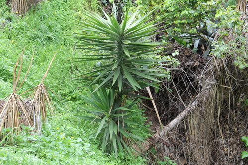 Yucca-palm — Bild 2