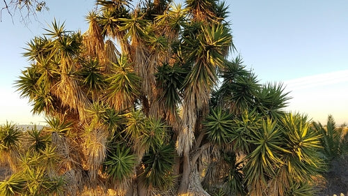 Yucca-palm — Bild 5