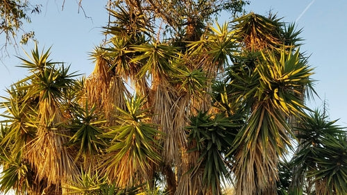 Yucca-palm — Bild 4