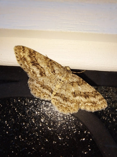 Getande schorsspanner — Bild 3