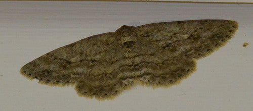 Getande schorsspanner — Bild 2