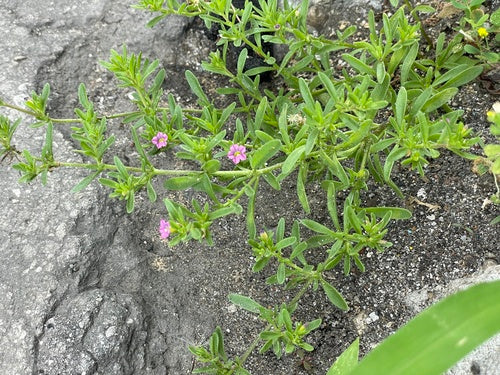 Magische klokken — Bild 3