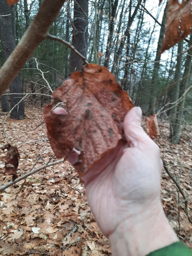 Toverhazelaar — foto 3 van 8