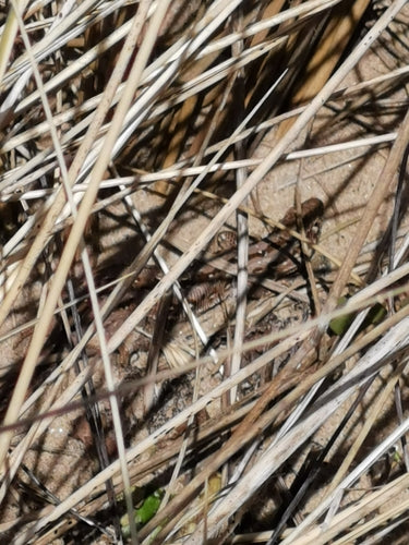 zandhagedis — Bild 2