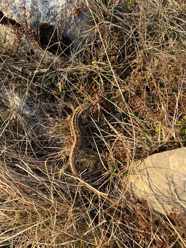 zandhagedis — Bild 5