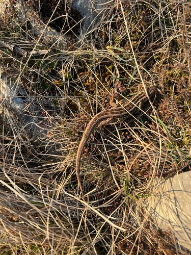 zandhagedis — Bild 4