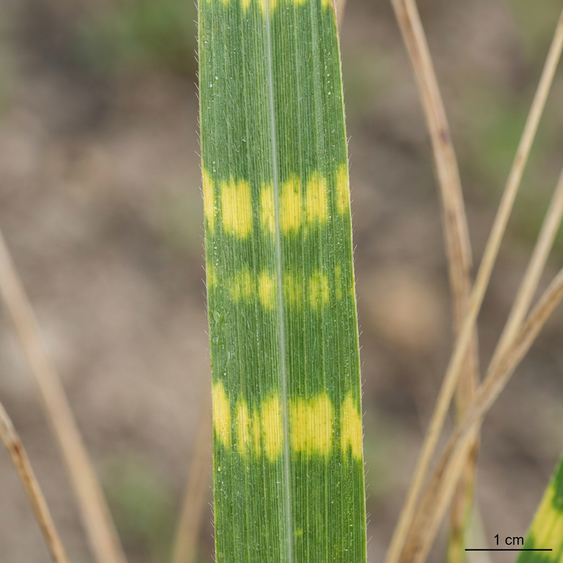 Zebra Miscanthus