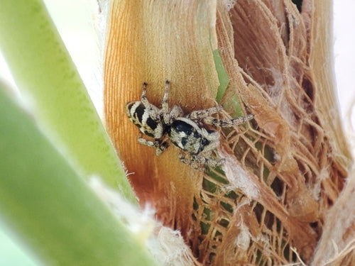 Zebra springspin — Bild 3
