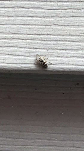 Zebra springspin — Bild 3