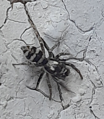 Zebra springspin — Bild 4