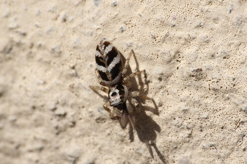 Zebra springspin — Bild 5