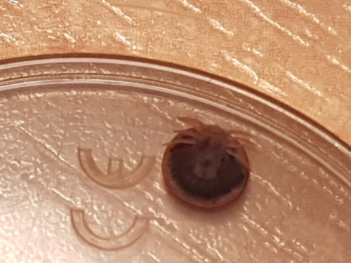 Teken — Bild 3
