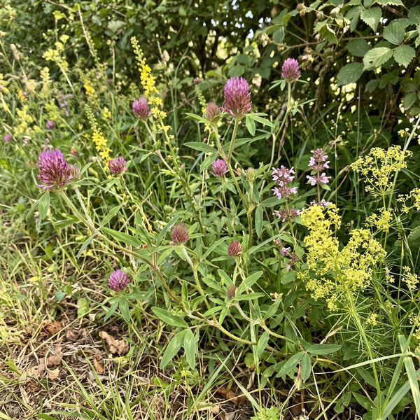 Zickzack-Klee (Trifolium medium) in Blüte im naturnahen Garten (KI-generiert)