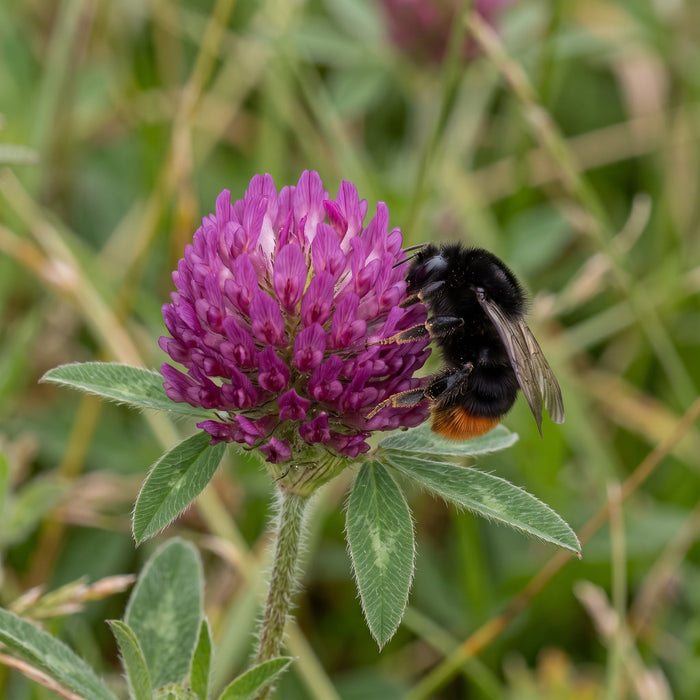 Blüte von Zickzack-Klee (Trifolium medium) in Nahaufnahme (KI-generiert)