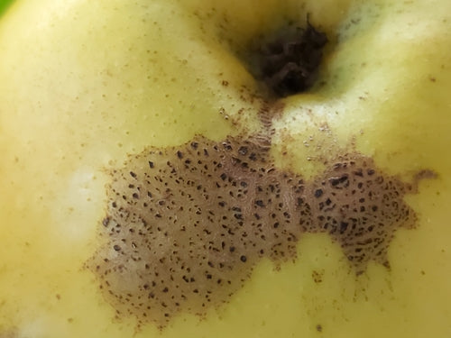 Crabappel — Bild 3