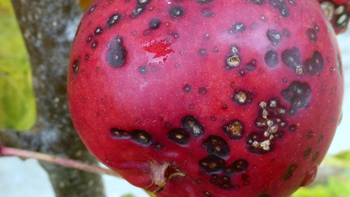 Crabappel — Bild 5